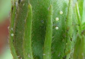 African bollworm eggs 