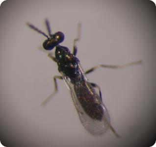 Parasitic wasp Diglyphus isaea