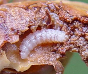 Grub of mango seed weevil