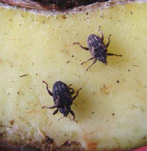 Mango seed weevils