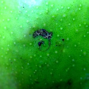 Close-up of an egg-laying mark of mango seed weevil