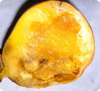 Internal fruit fly damage symptoms on mango
