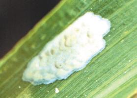 Eggs of the spotted stemborer (Chilo partellus)