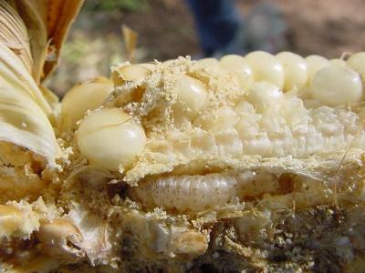 Stem borer caterpillar in maize cob