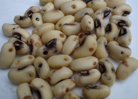 cowpea seed