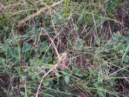 Strawberry field with sedges