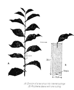 Diagram showing tea leaf cutting