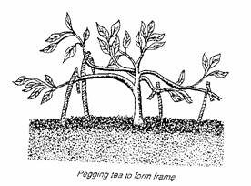 Diagram showing pegging tea to form frame