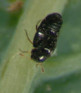 adult of the predatory beetle
