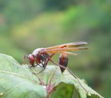 Predatory wasp