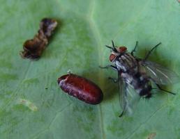 Tachinid fly