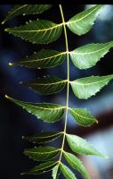 Neem leaves