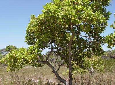 Cashew tree