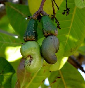 Cashew apples and nuts