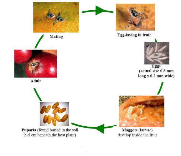 Lifecycle of tephritid  fruit fly
