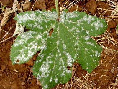 Powdery mildew on upper surface of an okra leaf