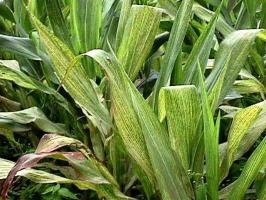 Maize leaf streak virus