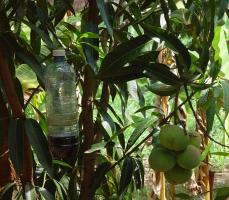 Homemade fruit fly trap