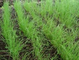 Onion in nursery