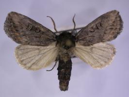 Male moth