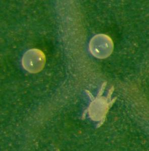 Female of the cassava green mite