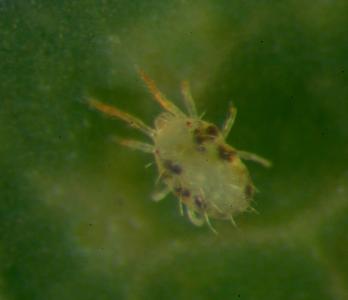 Eggs and larva of the cassava green mite