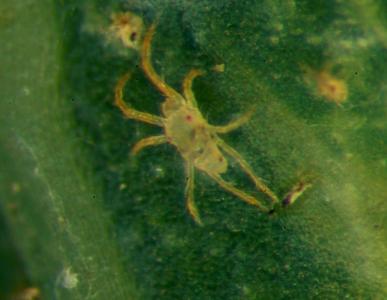 Male of the cassava green mite.