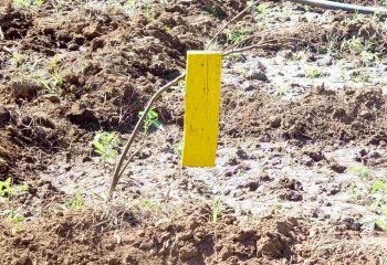 Homemade yellow sticky trap 