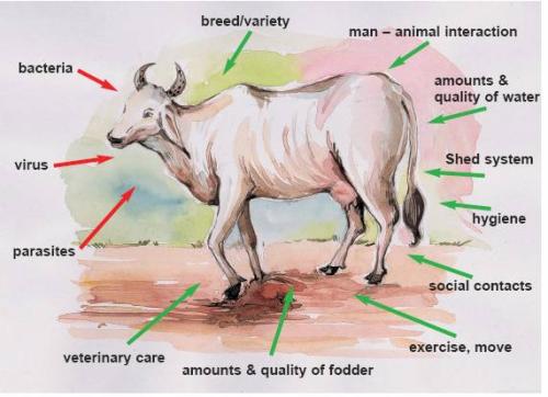 Factors influencing animal health:
