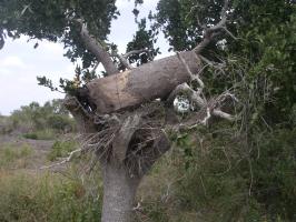 Log hive from Tana River, Kenya