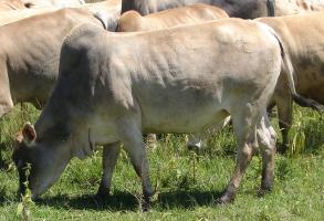 Boran cow dehorned