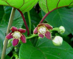 Mondia whitey flower.