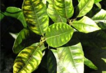 Zinc Deficieny in citrus