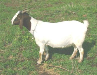 Mature in kid pure bred boer female