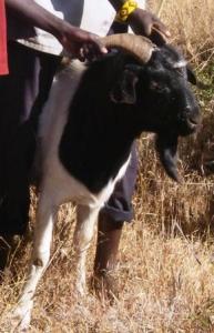 Black head boer ram