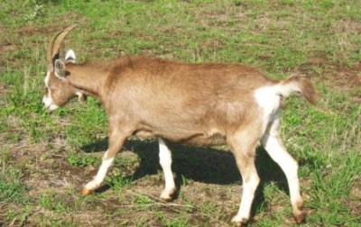 Pedigree in kid maiden Toggenburg