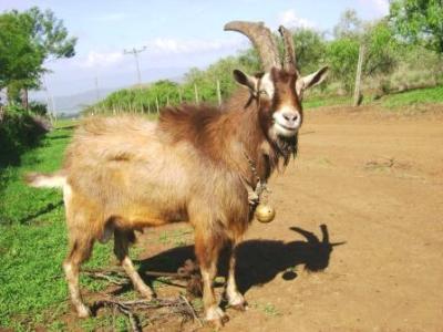 Breeding dairy buck in good condition