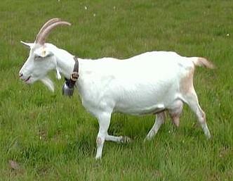 Saanen goat