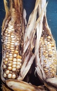 Maize cobs