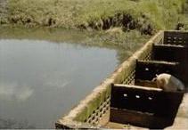 Pig house with fish pond