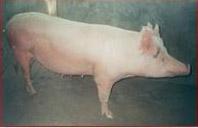 Large white sow