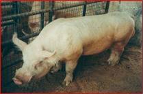 Large white boar