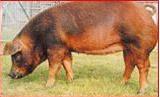 Duroc sow