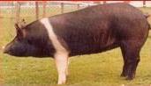 Hampshire sow