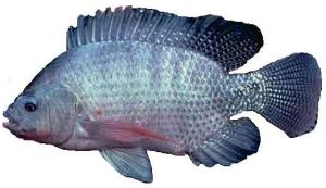 Nile tilapia