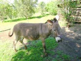 East African donkey