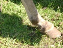 Hoof in good condition