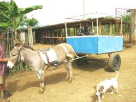 Donkey in well balanced cart