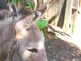Donkeys ears cut off