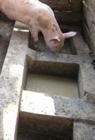 A water section in between two feeding sections in a concrete trough